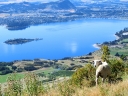 wanaka (19)